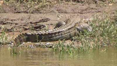कृष्णा नदीची पाणीपातळी स्थिर असल्याने मगरींच्या स्थलांतराला मोठा ब्रेक, निसर्गप्रेमींना दिसल्या लहान- मोठ्या 10 मगरी