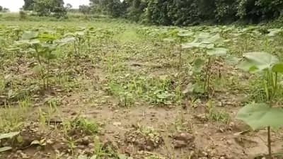 Crop Damage : नागपूर विभागातील नुकसानीचा सर्व्हे पूर्ण, शेतकऱ्यांचे लक्ष आता सरकारच्या मदतीकडे