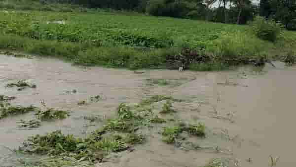 Osmanabad : काय सांगता..? आगाऊ रकमेचा शेतकऱ्यांना मिळणार फायदा..! काय आहे पीक विमा योजनेत तरतूद?