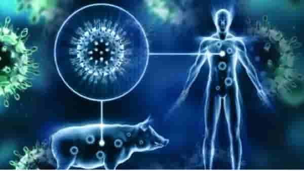 Nagpur swine flu : नागपुरात 8 दिवसांपासून स्वाईन फ्लूच्या रुग्णांची वाढती संख्या, आतापर्यंत 75 रुग्ण सापडले, प्रतिबंधासाठी 5 हजार इन्फल्यूएंझा लसमात्रा