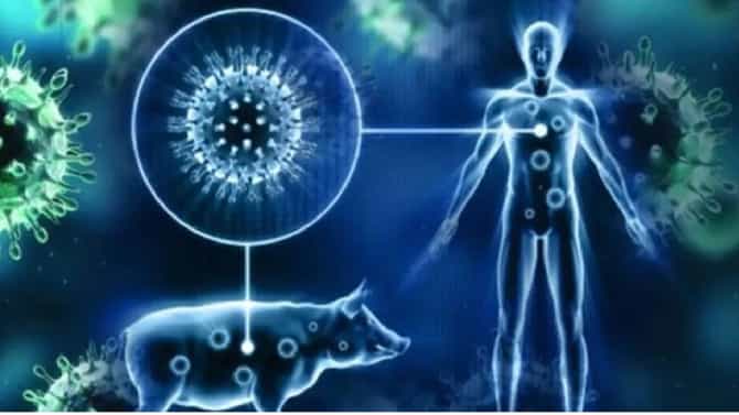 Nagpur swine flu : नागपुरात 8 दिवसांपासून स्वाईन फ्लूच्या रुग्णांची वाढती संख्या, आतापर्यंत 75 रुग्ण सापडले, प्रतिबंधासाठी 5 हजार इन्फल्यूएंझा लसमात्रा