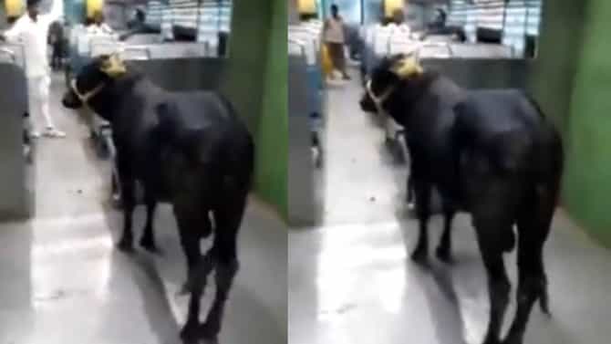 Viral Video: बैलाचा रेल्वेने प्रवास, प्रवासी बघतच राहिले, व्हिडीओ व्हायरल झाला!