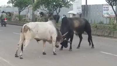 Viral Video: दोन वळू महामार्गावरच भिडले! मारामारी करता करता डायरेक्ट डिव्हायडरवर, प्रवासी घाबरले, गाड्या थांबल्या