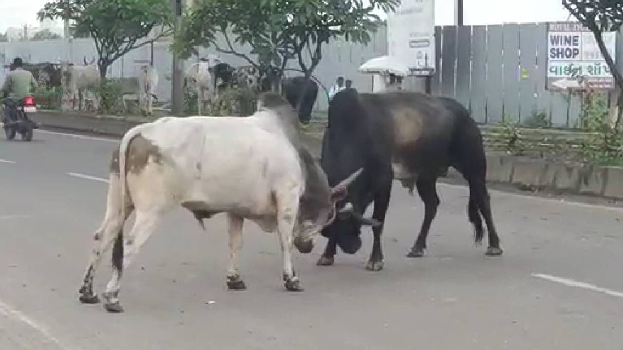 Viral Video: दोन वळू महामार्गावरच भिडले! मारामारी करता करता डायरेक्ट डिव्हायडरवर, प्रवासी घाबरले, गाड्या थांबल्या Viral Video: दोन वळू महामार्गावरच भिडले! मारामारी करता करता डायरेक्ट डिव्हायडरवर, प्रवासी घाबरले, गाड्या थांबल्या