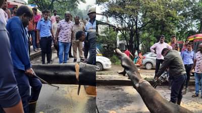 Pimpri Chinchwad Accident : भरधाव दुचाकीवर झाड कोसळलं! पुणे-नाशिक हायवेवरुन जाणाऱ्या दोघाही दुचाकीस्वारांवर काळाचा घाला, जागीच ठार