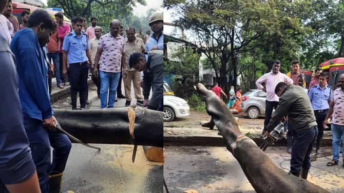 Pimpri Chinchwad Accident : भरधाव दुचाकीवर झाड कोसळलं! पुणे-नाशिक हायवेवरुन जाणाऱ्या दोघाही दुचाकीस्वारांवर काळाचा घाला, जागीच ठार