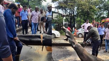 Pimpri Chinchwad Accident : भरधाव दुचाकीवर झाड कोसळलं! पुणे-नाशिक हायवेवरुन जाणाऱ्या दोघाही दुचाकीस्वारांवर काळाचा घाला, जागीच ठार