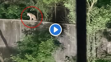 Mumbai Leopard : गोरेगावात पुन्हा बिबट्याची दहशत, व्हिडीओही समोर! नागरी निवारा संकुलात बिबट्याचा वावर