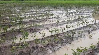 Osmanabad : गोगलगायीनंतर आता यलो मोजॅकचा प्रादुर्भाव, सोयाबीनवर संकटाची मालिका सुरुच