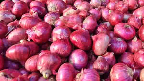 Health Tips : आसू आणणारा कांदा तुमच्या जीवनात पेरेल खरे हसू..! हृदयापासून केसांपर्यत कसा आहे पोषक? वाचा फायदे...