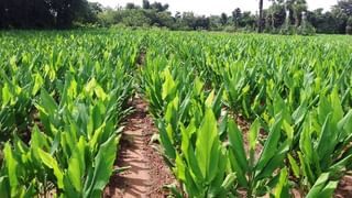 Kharif Season : कृषी विभागाच्या सल्ल्यानुसारच सर्वकाही झाले पण नुकसान नाही टळले..! अखेर सोयाबीन पाण्यातच