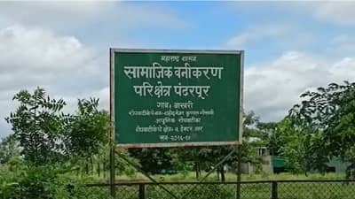 Solapur : वृक्ष लागवड योजना कागदावरच, सामाजिक वनीकरण विभागाच्या तीन अधिकाऱ्यांवर गुन्हा दाखल