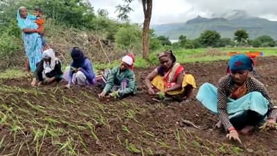 Onion Crop : कांद्याचे दर कोमात, तरीही लागवड जोमात..! नेमके कारण काय?