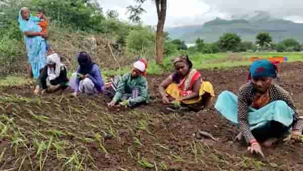 Onion Crop : कांद्याचे दर कोमात, तरीही लागवड जोमात..! नेमके कारण काय?