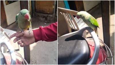 Pune : तुमचा पोपट त्रास देतो म्हणत तक्रारदारानं गाठलं थेट पोलीस स्टेशन! खडकीतल्या पोपट मालकावर अदखलपात्र गुन्हा