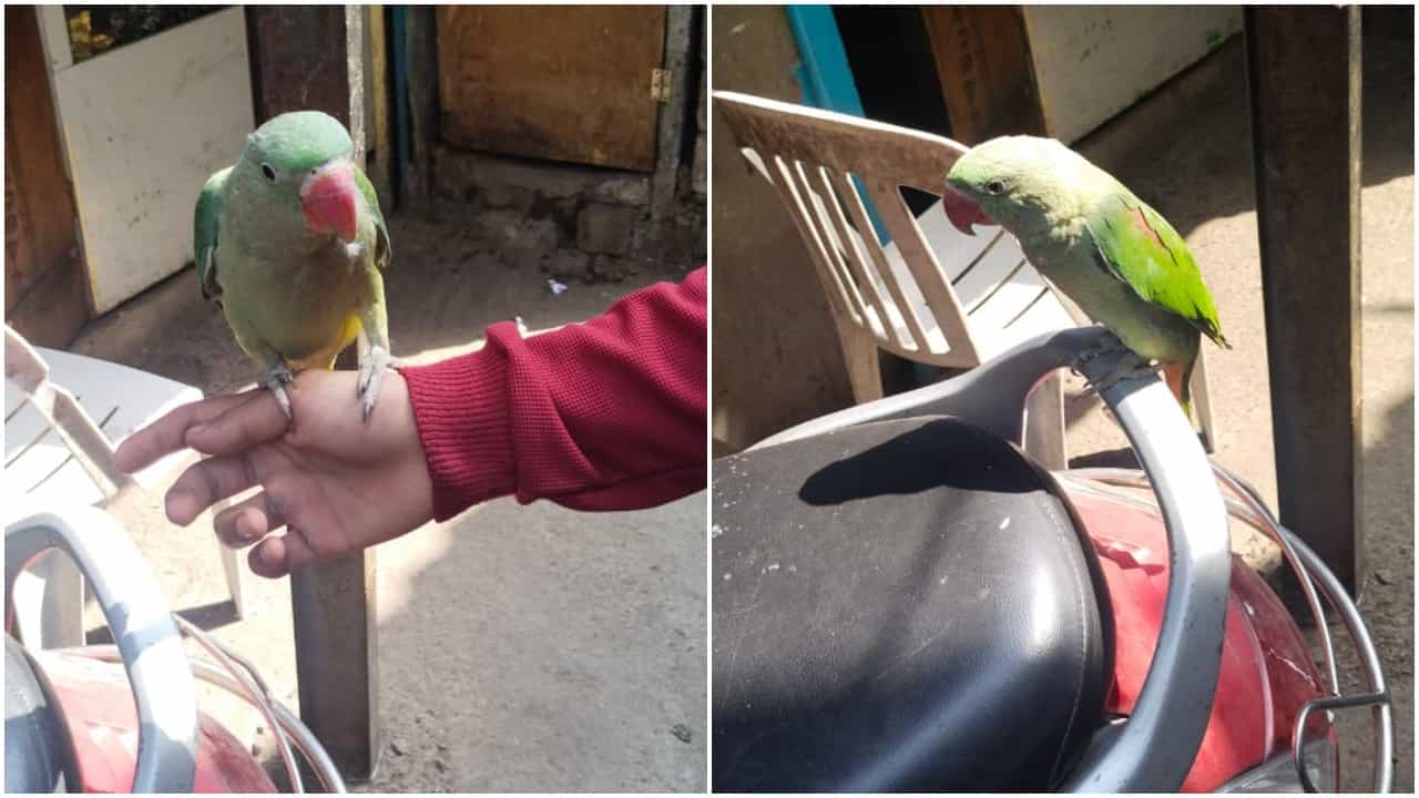 Pune : तुमचा पोपट त्रास देतो म्हणत तक्रारदारानं गाठलं थेट पोलीस स्टेशन! खडकीतल्या पोपट मालकावर अदखलपात्र गुन्हा