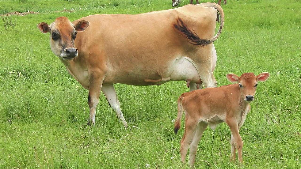 Research : काय सांगता..! जर्सीच्या पोटी गीर कालवडीचा जन्म, शेतकऱ्याच्या गोठ्यातच देशी गाय भ्रूण प्रत्यारोपण
