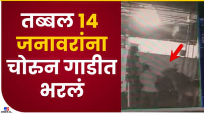 Video : जनावरांची चोरी करणारे भामटे सीसीटीव्ही कैद, औरंगाबादच्या पैठणमध्ये टेम्पोतून पळवली 14 जनावरं, पाहा व्हिडीओ