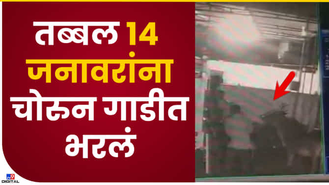 Video : जनावरांची चोरी करणारे भामटे सीसीटीव्ही कैद, औरंगाबादच्या पैठणमध्ये टेम्पोतून पळवली 14 जनावरं, पाहा व्हिडीओ