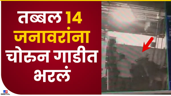 Video : जनावरांची चोरी करणारे भामटे सीसीटीव्ही कैद, औरंगाबादच्या पैठणमध्ये टेम्पोतून पळवली 14 जनावरं, पाहा व्हिडीओ