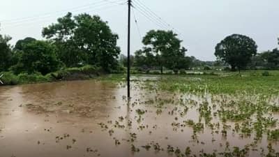 Monsoon Update : बुलडाणा जिल्ह्यातील अनेक मंडळांना अतिवृष्टीचा फटका; पिके पाण्याखाली