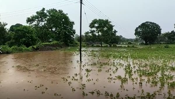 Monsoon Update : बुलडाणा जिल्ह्यातील अनेक मंडळांना अतिवृष्टीचा फटका; पिके पाण्याखाली