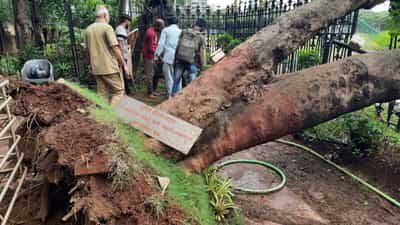 बाळासाहेबांनी लावलेलं झाड कोसळलं, किशोरी पेडणेकरांकडून पाहणी