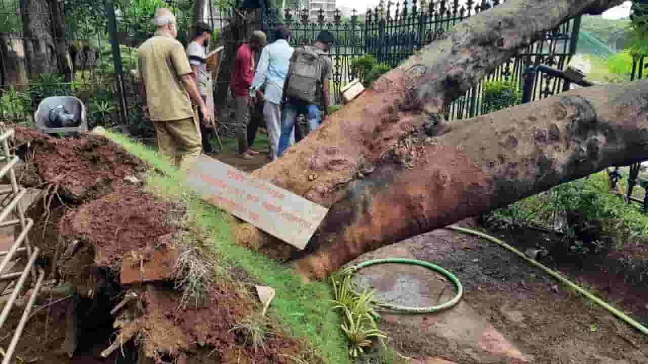 बाळासाहेबांनी लावलेलं झाड कोसळलं, किशोरी पेडणेकरांकडून पाहणी बाळासाहेबांनी लावलेलं झाड कोसळलं, किशोरी पेडणेकरांकडून पाहणी