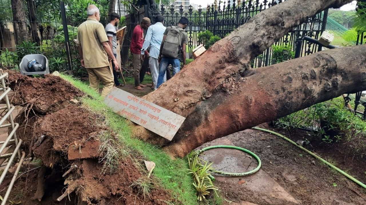 बाळासाहेबांनी लावलेलं झाड कोसळलं, किशोरी पेडणेकरांकडून पाहणी बाळासाहेबांनी लावलेलं झाड कोसळलं, किशोरी पेडणेकरांकडून पाहणी