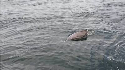 पालघरच्या समुद्रात डॉल्फिन माशांची सफर; जाळ्यापासून डॉल्फिनला वाचवण्यासाठी मच्छिमारांचे प्रयत्न; खाऊसाठी केला माशांनी पाठलाग...