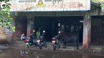 Parli : परळीचं बसस्थानक मोजतय शेवटच्या घटका, जागोजागी खड्डे अन् मोकाट प्राण्यांचा ताप