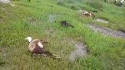 Pune : दुष्काळात तेरावा..! विद्युत प्रवाह शेतजमिनीत संचारला अ्न आठ मेंढ्यांचा मृत्यू झाला, आजीबाई बचावल्या