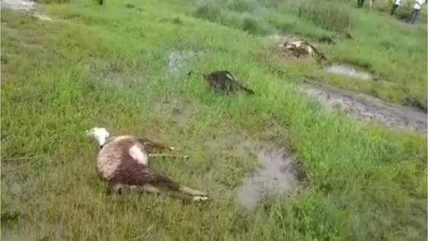 Pune : दुष्काळात तेरावा..! विद्युत प्रवाह शेतजमिनीत संचारला अ्न आठ मेंढ्यांचा मृत्यू झाला, आजीबाई बचावल्या