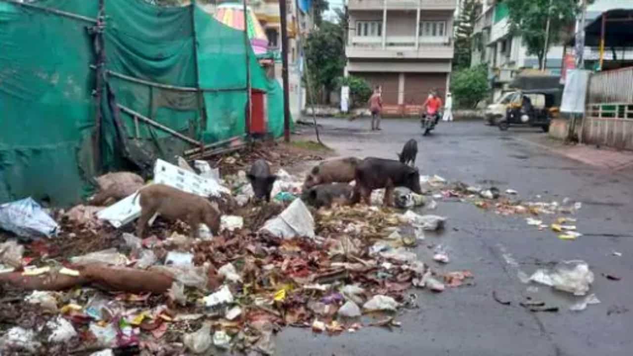 Stray pigs : रस्त्याची झाली कचराकुंडी, पुणे परिसरात भटक्या डुकरांचा उच्छाद; महापालिका अद्याप पत्रप्रपंचातच...