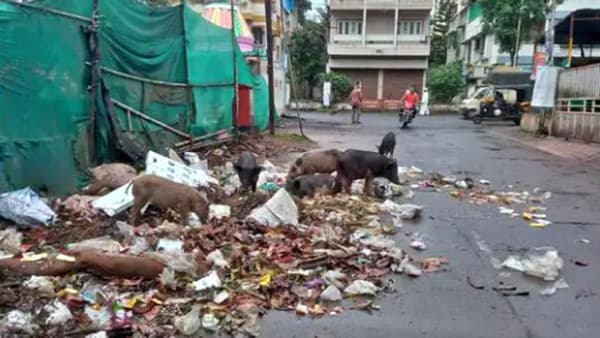 Stray pigs : रस्त्याची झाली कचराकुंडी, पुणे परिसरात भटक्या डुकरांचा उच्छाद; महापालिका अद्याप पत्रप्रपंचातच...