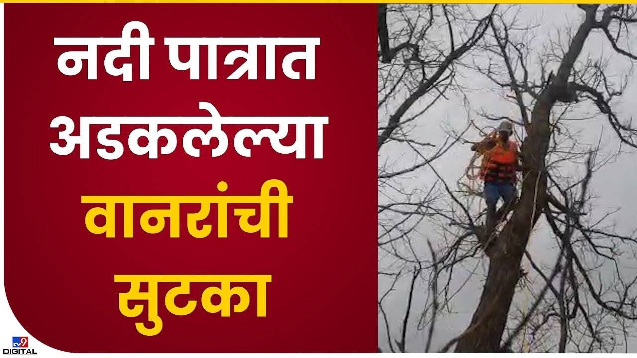 Kolhapur : झाडावर अडकलेल्या वानराची दोरीच्या सहाय्याने सुटका, जवानांच्या प्रयत्नांना यश
