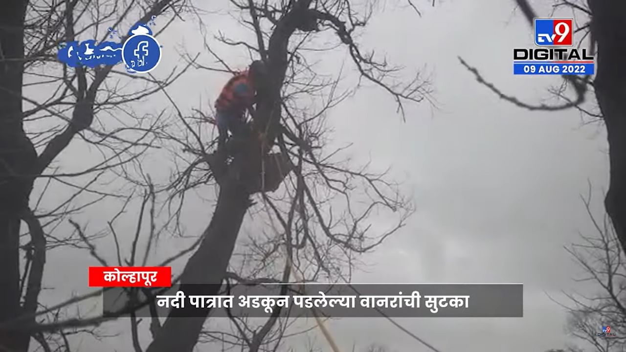 कोल्हापुरात झाडावर दोन दिवसांपासून अडकून पडलेल्या माकडांची अशी केली सुटका