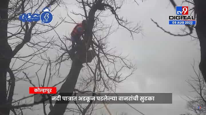 कोल्हापुरात झाडावर दोन दिवसांपासून अडकून पडलेल्या माकडांची अशी केली सुटका कोल्हापुरात झाडावर दोन दिवसांपासून अडकून पडलेल्या माकडांची अशी केली सुटका