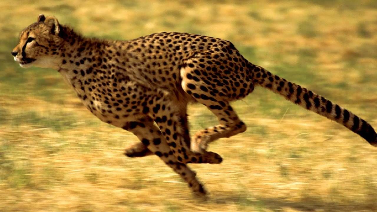 Cheetahs in India : 70 वर्षानंतर देशात पुन्हा दिसणार चित्ते, अफ्रिकेतील चित्त्यांना आणण्यासाठी कोट्यवधींचा खर्च