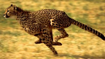 Cheetahs in India : 70 वर्षानंतर देशात पुन्हा दिसणार चित्ते, अफ्रिकेतील चित्त्यांना आणण्यासाठी कोट्यवधींचा खर्च