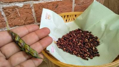 Agricultural : तुरीचा पेरा घटला अन् दर वाढला, कसे बदलले मार्केटचे चित्र?