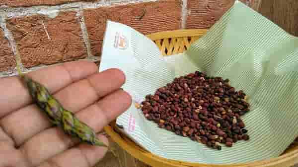 Agricultural : तुरीचा पेरा घटला अन् दर वाढला, कसे बदलले मार्केटचे चित्र?