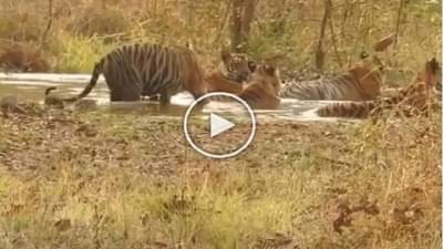 Video | वाघांची तलावामध्ये पूल पार्टी सुरू असतानाचा व्हिडीओ सोशल मीडियावर तूफान व्हायरल...