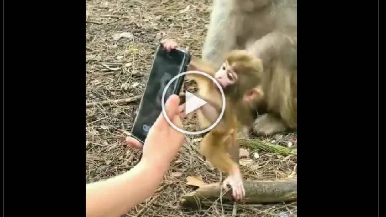 Video | माणसाच्या हातात स्मार्टफोन पाहून माकडाच्या पिल्लाने असे काही केली की, युजर म्हणाले आजच्या पिढीची हीच अवस्था