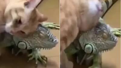 Video | मांजरीचा मस्ती करतानाचा व्हिडीओ सोशल मीडियावर जबरदस्त व्हायरल, व्हिडीओ पाहून नेटकरी म्हणाले...