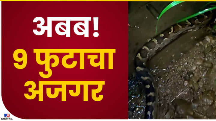 Python Video : मुंबई गोवा हायवेजवळील घरात अजगर आढलल्यानं खळबळ! पाहा अजगराला पकडण्याचा थरारक व्हिडीओ Python Video : मुंबई गोवा हायवेजवळील घरात अजगर आढलल्यानं खळबळ! पाहा अजगराला पकडण्याचा थरारक व्हिडीओ