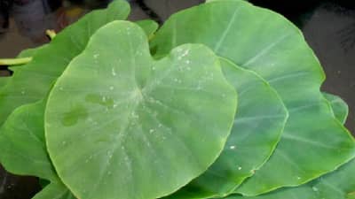 Benefits of Potato Leaves | वजन कमी करणे असो किंवा खराब कोलेस्ट्रॉल, अळूच्या पानांचा वापर अनेक समस्यांवर ठरतो उपचार!