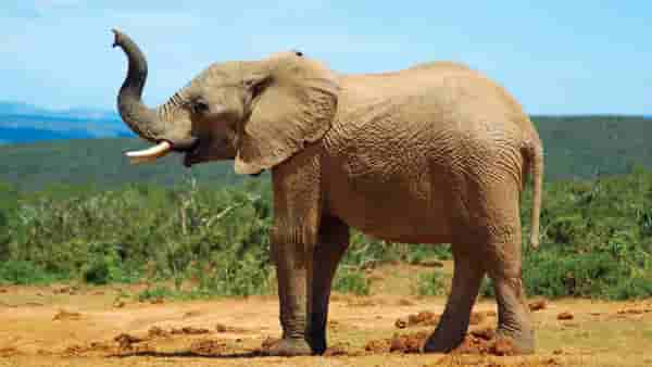 World Elephant Day : हत्ती दिनाचे महत्व अन् काय आहे इतिहास..? जाणून घ्या सर्वकाही