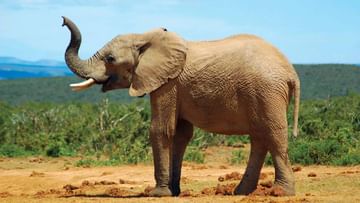 World Elephant Day : हत्ती दिनाचे महत्व अन् काय आहे इतिहास..? जाणून घ्या सर्वकाही
