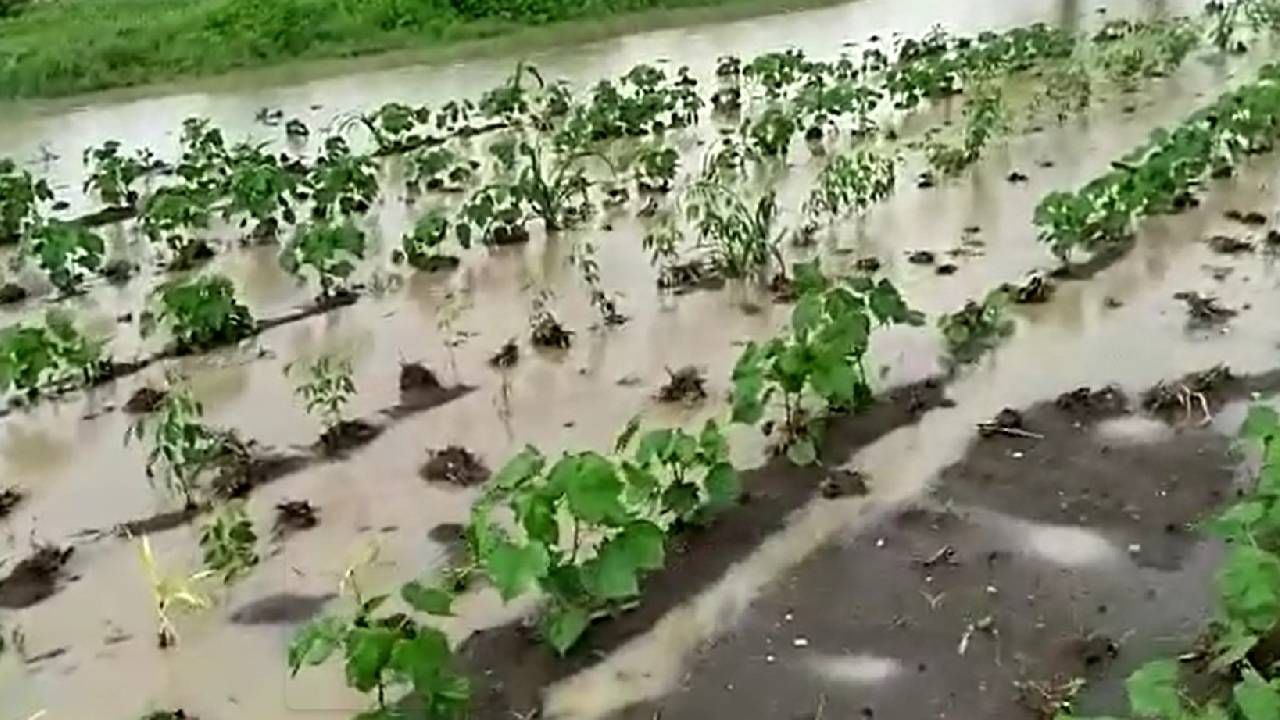 Nagpur : पंचनामेच अंदाजपंचे...! नुकसानभरपाईबाबत सर्वकाही संशयास्पद, शेतकऱ्यांच्या काय आहेत भावना? Nagpur : पंचनामेच अंदाजपंचे...! नुकसानभरपाईबाबत सर्वकाही संशयास्पद, शेतकऱ्यांच्या काय आहेत भावना?